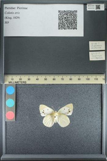 Media type: image;   Entomology 191701